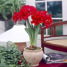 圣茵朱顶兰 进口荷兰重瓣朱顶红 红孔雀 耐热四季易护养植物 多年生球根花卉 种球包对版 复壮球(周长26~28cm)