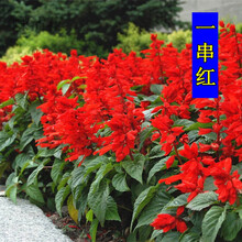 蝶沾花 室外四季播花卉种子一串红种子串串红花籽花种子四季种易活爆仗红庭院阳台炮仗红室内盆栽花卉花草 一串红 500粒