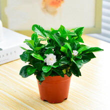 栀子花盆栽 室内花卉桌面土培绿植办公室内 水培栀子花植物 栀子花 原盆 带盆栽好