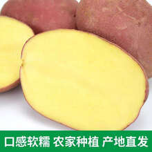 红皮土豆新鲜现挖5斤10斤选洋芋马铃薯蔬菜大土豆单果 精选 5斤大果红皮黄心