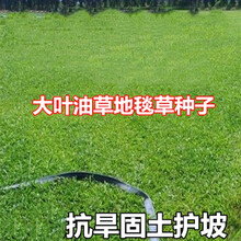 草坪草籽大叶油草种子 大叶油草草籽 地毯草护坡大叶油草抗旱固土护坡 四季青草籽 大叶油草/斤