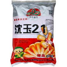 大田种植杂交玉米种子 高产大穗抗病国审玉米中科11郑丹958春夏播 沈玉21/4400粒