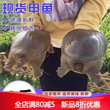 3斤活体放养王八团鱼食用滋补老鳖甲鱼鲜活水产 900g 原味