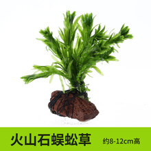 绿伴 水草海草鱼缸真草水底植物活净水造景养鱼套餐增氧懒人火山石阴性冷水观赏坨草 火山石蜈蚣草