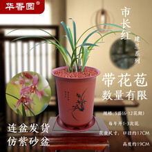 华香园绿植花卉 兰花苗 浓香四季兰建兰 【市长红】 办公室内盆栽盆景耐阴植物菖蒲多肉不带花苞 市长红5苗带盆栽好（红色盆）带花苞