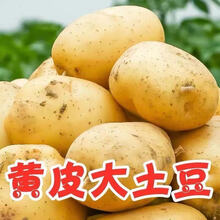 【超低价】新鲜黄心土豆批发大马铃薯小土豆现挖现发蔬菜5/10斤 10斤小果