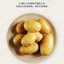 甘肃沙漠爆皮板栗马铃薯 新鲜农家现挖小土豆小洋芋营养好吃蔬菜 10斤 大土豆