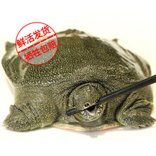 【微山湖野养甲鱼】现杀外塘野养甲鱼生态老鳖 王八真空包装 外塘散养甲鱼(青黄背)活体 【顺丰】2斤  现杀真空包装
