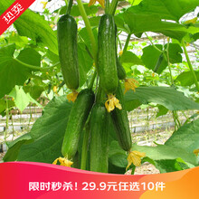 【虹越】萌吖吖瓜果蔬菜种子 西瓜番茄芦笋黄瓜南瓜茄子等11品种可选 花园庭院露台小菜园种子 水果黄瓜