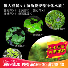 真水草活体浮萍水草活体植物 鱼缸水草泥  小鱼缸造景 鱼缸水草  净化水质 鱼缸造景装饰 懒人套餐A（防油膜控藻净化水质）