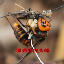 金环大虎头蜂胡蜂马蜂土地蜂黄蜂地龙蜂活蜂现泡100只蜂泡酒 官方品质大黄公蜂10克