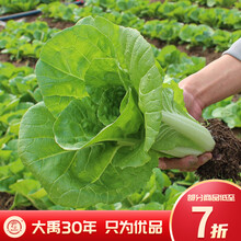 大禹 四季小白菜种子18天采收速生奶油绿帮耐热快速生长种植绿柄春秋露天庭院大田种植蔬菜种籽 奶油快菜种子 10g/袋
