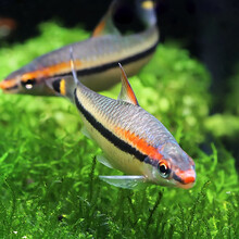 青青自然 热带观赏鱼一眉道人淡水鱼草缸群游鱼好养易活水族箱宠物鱼活体 一眉道人7-8cm（2条）