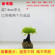 唐宠 水草鱼缸造景活体莫斯树沉木水族箱造景鱼缸装饰品水草缸造景 成品高10-12cm单头