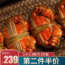 【现货】今锦上 六月黄鲜活大闸蟹  现货实物 螃蟹礼盒 海鲜水产 2.0-2.3两/只 8只装