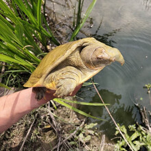大王八甲鱼活体黄背野外放养老鳖鲜活中华鳖团鱼元鱼滋补 公甲鱼 2-2.3斤