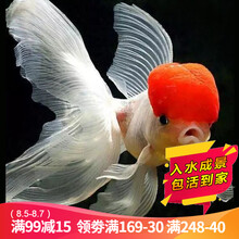 云峰海瑞 观赏金鱼 冷水鱼 观赏鱼金鱼 活体锦鲤鱼活体鱼 淡水鱼 顶红金鱼6-8厘米2条（颜色随机）