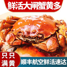 【活蟹】蟹爵六月黄大闸蟹鲜活螃蟹 特大河蟹 小螃蟹 生鲜海鲜 六月黄（1.2-1.5两）8只