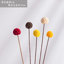 客厅满天星插花天然干花花束装饰情人草花艺北欧狗尾巴草家居摆设 5支彩色枫果 干花包