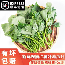 【顺丰配送】闵家山  现采现发 新鲜番薯叶农家自种蔬菜 红薯叶1斤(尝鲜装)
