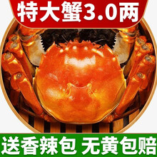 【活蟹】中阳湖大闸蟹鲜活 六月黄螃蟹 特大蟹鲜活海鲜  活物实体河蟹小螃蟹 六月黄（3.0-3.4两）10只