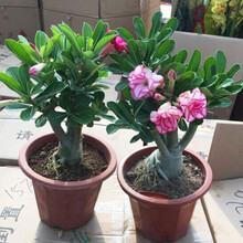 御春阁 沙漠玫瑰球根花卉 沙漠玫瑰苗室内盆栽观叶观花植物办公室桌面绿植盆景花卉带原盆原土发货 沙漠玫瑰 高度30-40CM(大苗)