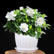 花友 栀子花栀子花盆栽室内花卉绿植 栀子花1盆+仿木桶塑料盆白盆