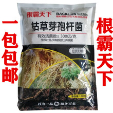 枯草芽孢杆菌剂根霸天下枯萎病根腐病立枯病根部病菌 1200g