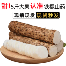 铁棍山药 糯米淮山药粉糯小白嘴加粗铁山药新鲜蔬菜河北 大铁棍5斤装【加粗】