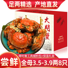 【活蟹】8只装臻原生阳澄湖六月黄大闸蟹鲜活螃蟹现货海鲜水产生鲜蟹类礼盒 全母蟹：3.5-3.9两（8只）