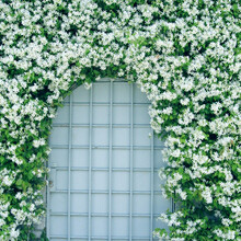 【虹越】芳香型爬藤花卉 意大利风车茉莉盆栽苗 花园庭院装饰香味植物 白风车C2