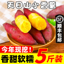临安天目山小香薯5斤新鲜正宗板栗红薯小番薯10地瓜蜜小蕃薯地瓜 5斤 中果