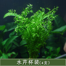 鱼草缸装饰水草造景套餐活体植物懒人绿菊中后景淡水有茎水草真草 水芹1杯4支