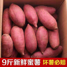现挖红薯黄心红心地瓜带箱10斤/5斤新鲜糯香板栗蜜薯烤红薯 红心密薯 【带箱5斤】小果