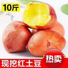 云南红皮小土豆新鲜应季蔬菜10斤马铃薯农黄心5斤 5斤装-【鸡蛋大】