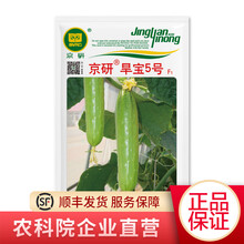 农科院京研黄瓜种子带刺翡翠旱秋黄瓜蔬菜种子 四季播种迷你水果黄瓜种籽 室内外盆栽种植 京研旱宝5号10克/袋