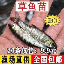 草鱼鱼苗活体淡水鱼塘养殖吃草皖半斤食蚊大苗镇有心意龙鱼乌龟活体饲料鱼池鱼缸观赏放生鱼苗四大家鱼草鱼苗 20条2-4厘米草鱼苗（送10%防损）