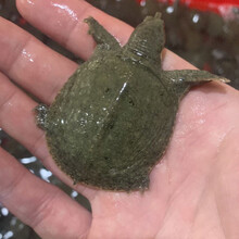 外塘生态大甲鱼活体鲜活食用小中华鳖苗批发王八团鱼 20只甲鱼苗(公母对半)加饲料