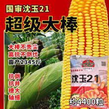 矮大棒/沈玉21 大田种植杂交玉米种子基地 高产大穗抗病国审玉米 沈玉21/500克散分装 矮杆大棒又高产