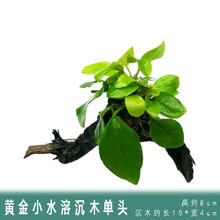 [店铺推荐]鱼缸造景水草活体淡水植物种子懒人装饰套餐水榕沉木造景阴性 黄金小水榕+沉木单头