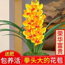 浓香型兰花苗 四季开花建兰荣华富贵 好养浓香花卉室内外绿植盆栽 荣华富贵2苗加盆土肥
