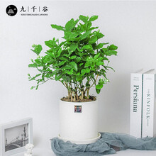 九千谷 茉莉花盆栽白色陶瓷盆 四季开花虎头茉莉花苗四季开花办公室花卉绿植茉莉花苗虎头茉莉花 8653