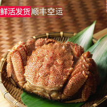 【活鲜】港遇海鲜 俄罗斯红毛蟹鲜活 毛蟹大螃蟹海蟹 深海蟹 鲜活发货【1.2-1.5斤1只】