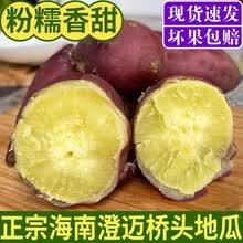 2021年新薯！老品种牛奶板栗薯新鲜栗子白薯沙地红薯香薯粉面白心地瓜白瓤黄心5斤10斤番薯山芋爆皮王 海南澄迈桥头富硒地瓜长果5斤