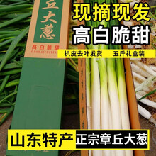 山东章丘大葱新鲜蔬菜10甜葱蘸酱5礼盒装铁杆  4500g礼盒
