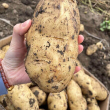 【比买菜便宜】新鲜大土豆马铃薯现挖现发黄心土豆5/10斤批发 精选5斤大果