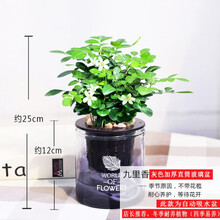 九里香水培植物绿植花卉盆栽鲜花花卉观花植物室内净化空气植物 灰色加厚直筒玻璃盆九里香 带盆栽好
