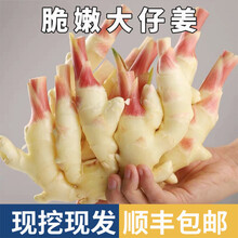 【顺丰速达】嫩姜新鲜生姜仔姜子姜鲜姜腌制仔姜芽5斤装山东红芽黄姜醋泡泡姜大姜月子新姜顺丰应季竹根 【尝鲜装】3斤装