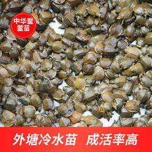 中华鳖小甲鱼苗活体水甲鱼苗王八团鱼苗生态外塘养殖甲鱼 5-10克(中苗喂养一段时间) 100只(半公半母)