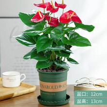 红掌 白掌盆栽植物室内花卉土培一帆风顺大盆水养绿植 红掌40-50厘米3-4颗(加仑盆) 含盆